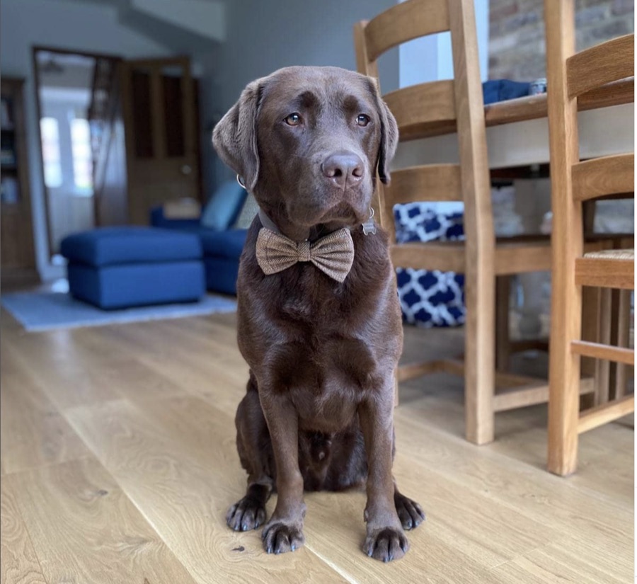 Byron, a chocolate Labrador, sitting in a bow tie