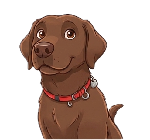 Byron, a chocolate Labrador, sitting and looking up